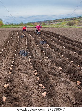 Potatoes In Boxes For Planting. Planting Potatoes On His Land In The Village.