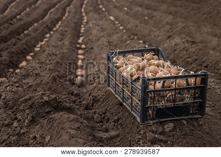 Potatoes In Boxes For Planting. Planting Potatoes On His Land In The Village.