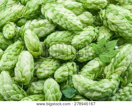 Green hop cones -  ingredient in the beer production. 