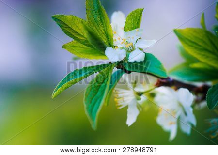 Prunus Cerasus, Sour Cherry, Tart , Or Dwarf, Morello, Amarelle, Montmorency Cherry White Delicate F