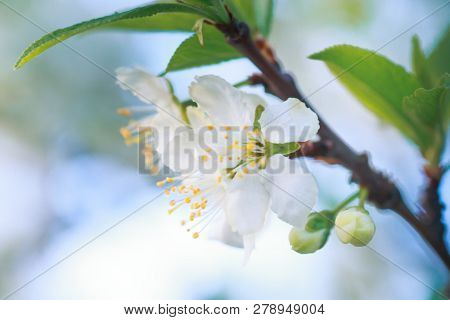 Prunus Cerasus, Sour Cherry, Tart , Or Dwarf, Morello, Amarelle, Montmorency Cherry White Delicate F