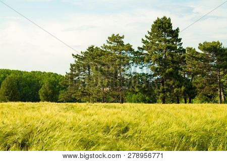 Field Of Hard Wheat In Summer In Good Weather.