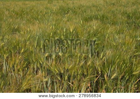 Field Of Hard Wheat Texture In The Summer