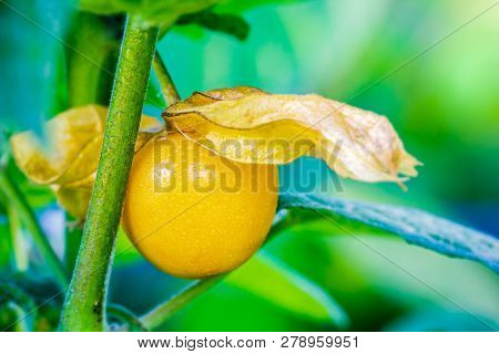 Closeup Cape Gooseberry Is Peeled Off On The Tree In Organic Farms And Morning Sunlight.