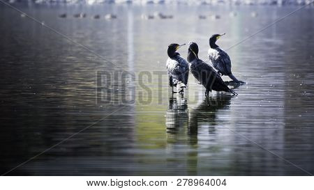Beautiful Light Great Cormorant Group On Lake Water