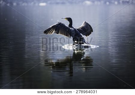 Beautiful Light Great Cormorant Spreading His Wings Sitting On A Stone