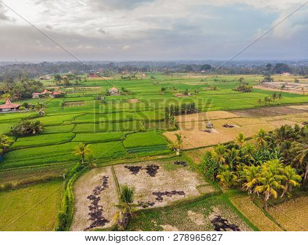 稻上飞照片 图片、插图和矢量图(免费) - Bigstock