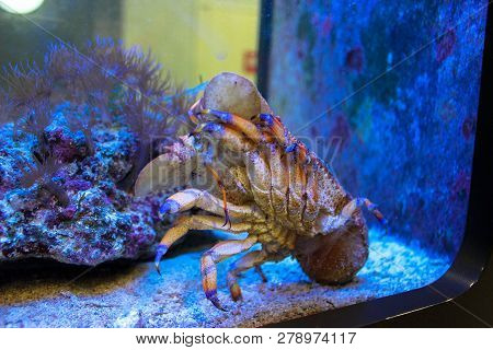 Sculptured Slipper Lobster (parribacus Antarcticus) In Aquarium. The Frame Is A Selective Focus.