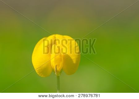 Yellow Flower Pinto Peanut Or Arachis Pintoi. Royalty High-quality Free Stock Photo Image Macro Phot