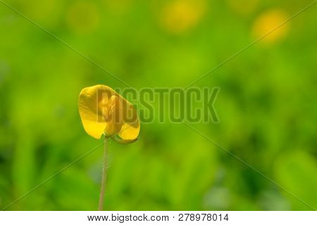Yellow Flower Pinto Peanut Or Arachis Pintoi. Royalty High-quality Free Stock Photo Image Macro Phot