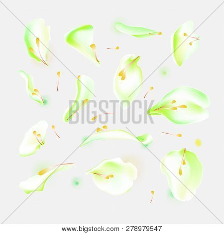 Vector Set Of Green Falling Rose And Sakura Petals. Blurred Spring Blossom Petal Set With Decorative