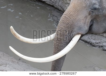 Closeup Of Elephant Tusk, Adult, Bright White