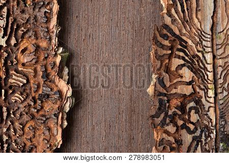 Spruce Bark With Pattern From Bark Beetles (ips Typographus).