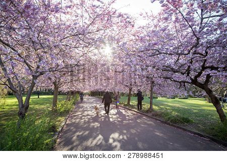 Copenhagen, Denmark - April 20, 2016: People On An Alley Of Blooming Cherry Trees At  Bispebjerg Cem