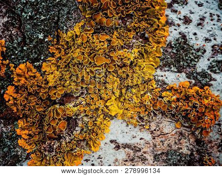 Orange Lichen On The Bark Of A Tree