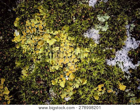 Green Moss And Lichen On The Bark Of A Tree
