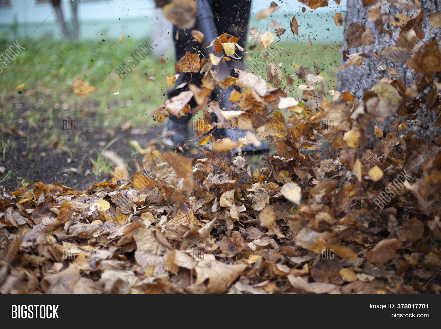 Cleaning Dry Leaves Image & Photo (Free Trial) Bigstock