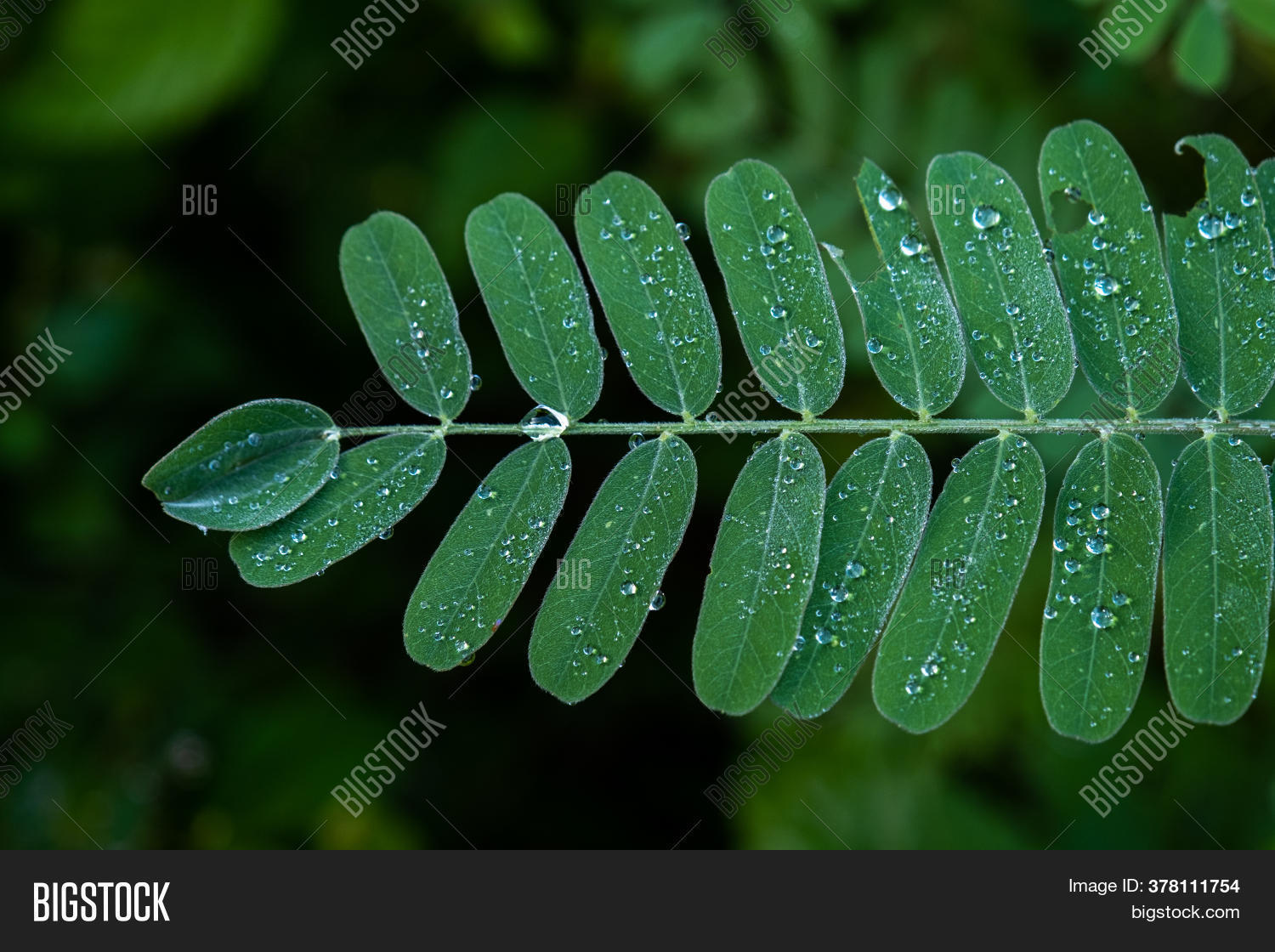 Agasta Leaves Sesban Image & Photo (Free Trial) | Bigstock
