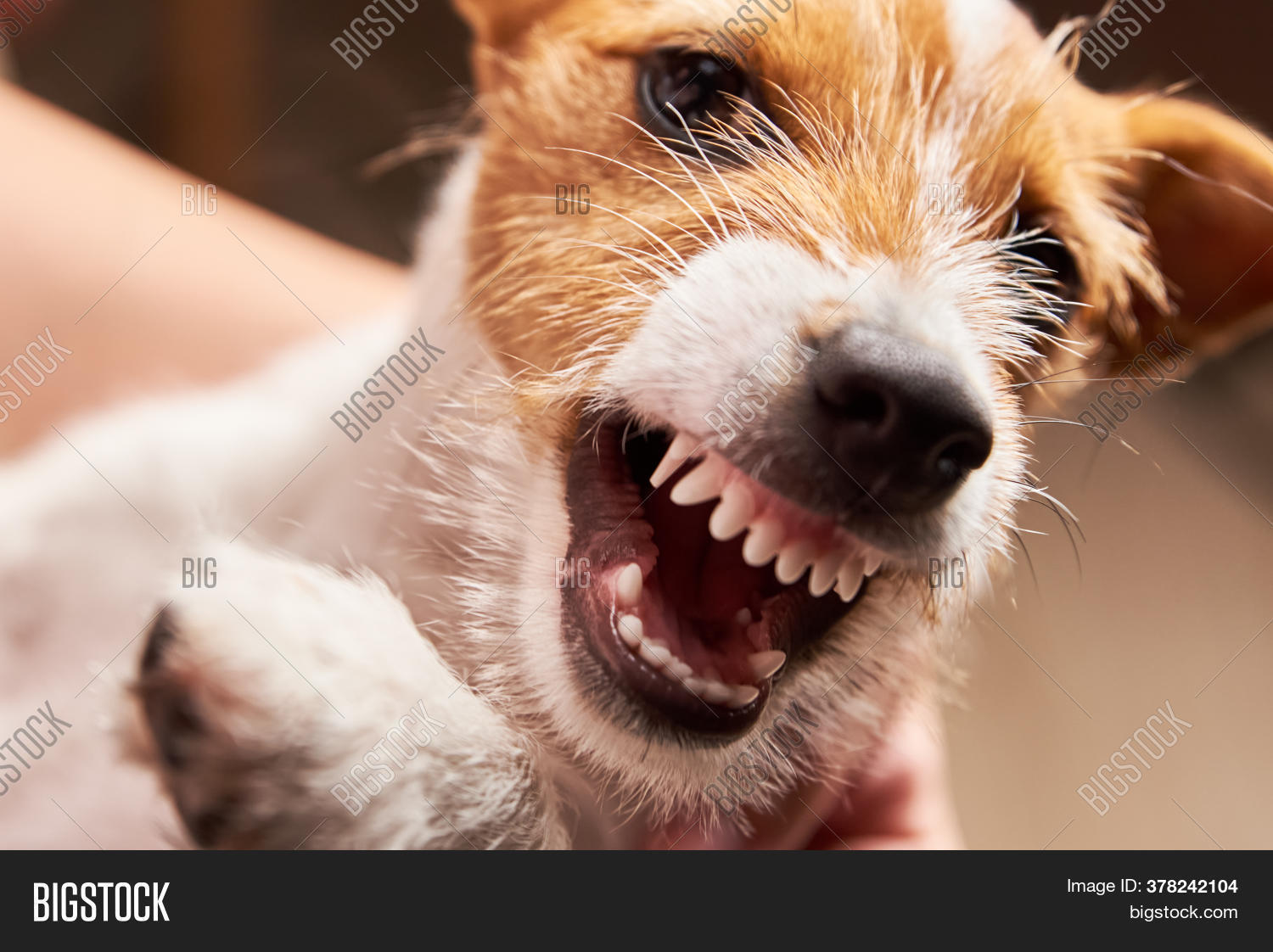 Aggressive Dog Bared Image & Photo (Free Trial) Bigstock