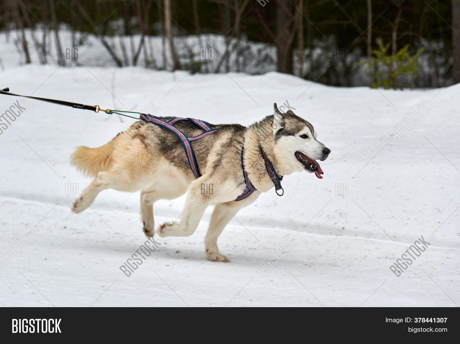 Running Husky Dog On Image & Photo (Free Trial) Bigstock