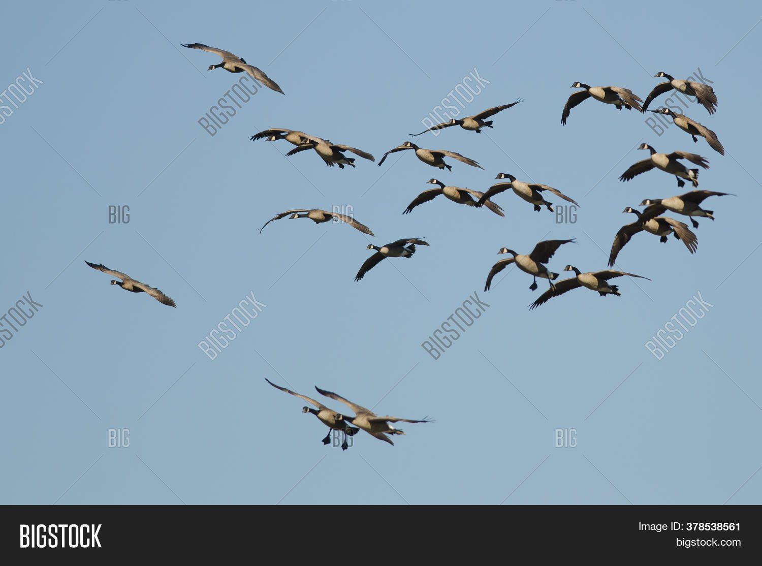 Flock Canada Geese Image & Photo (Free Trial) Bigstock