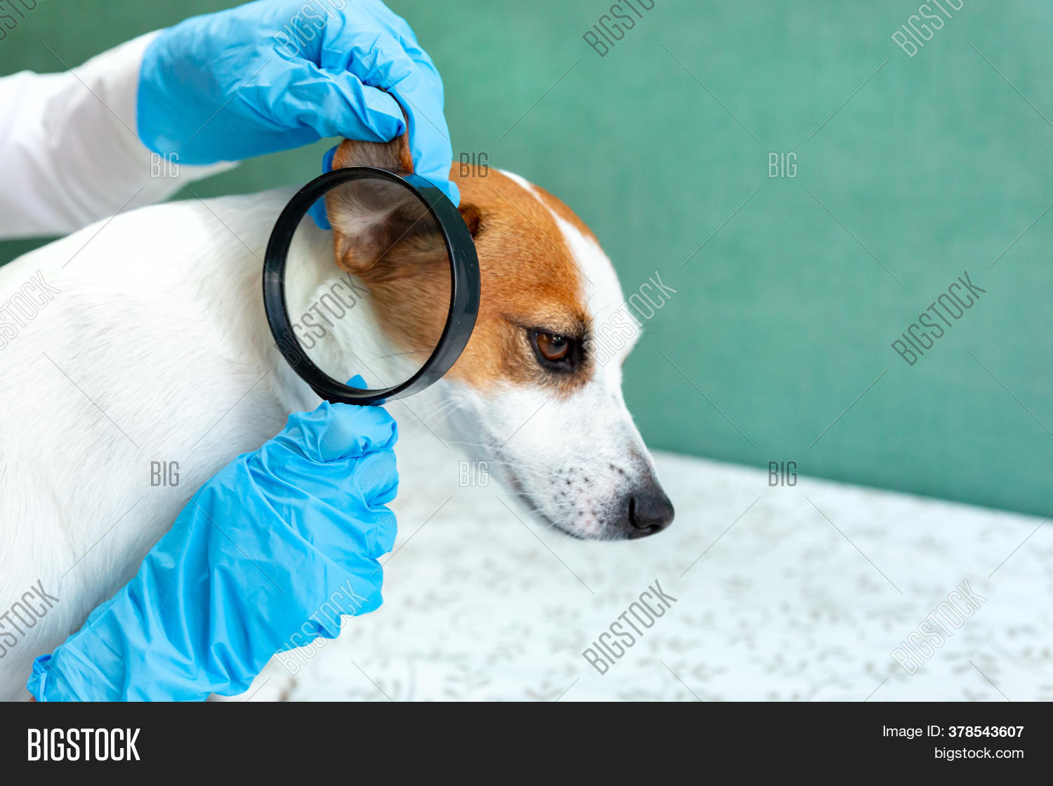 veterinarians close by