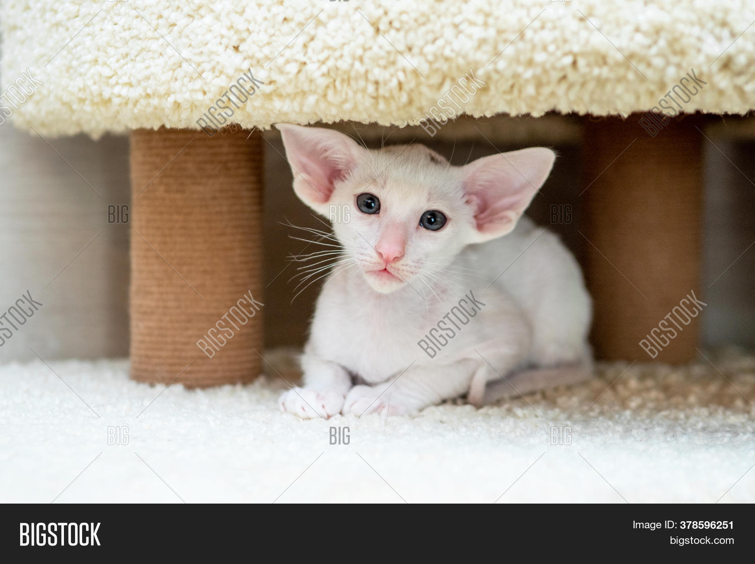 Oriental Shorthair Cat Image Photo Free Trial Bigstock Oriental Shorthair Cat Image Photo Free Trial Bigstock