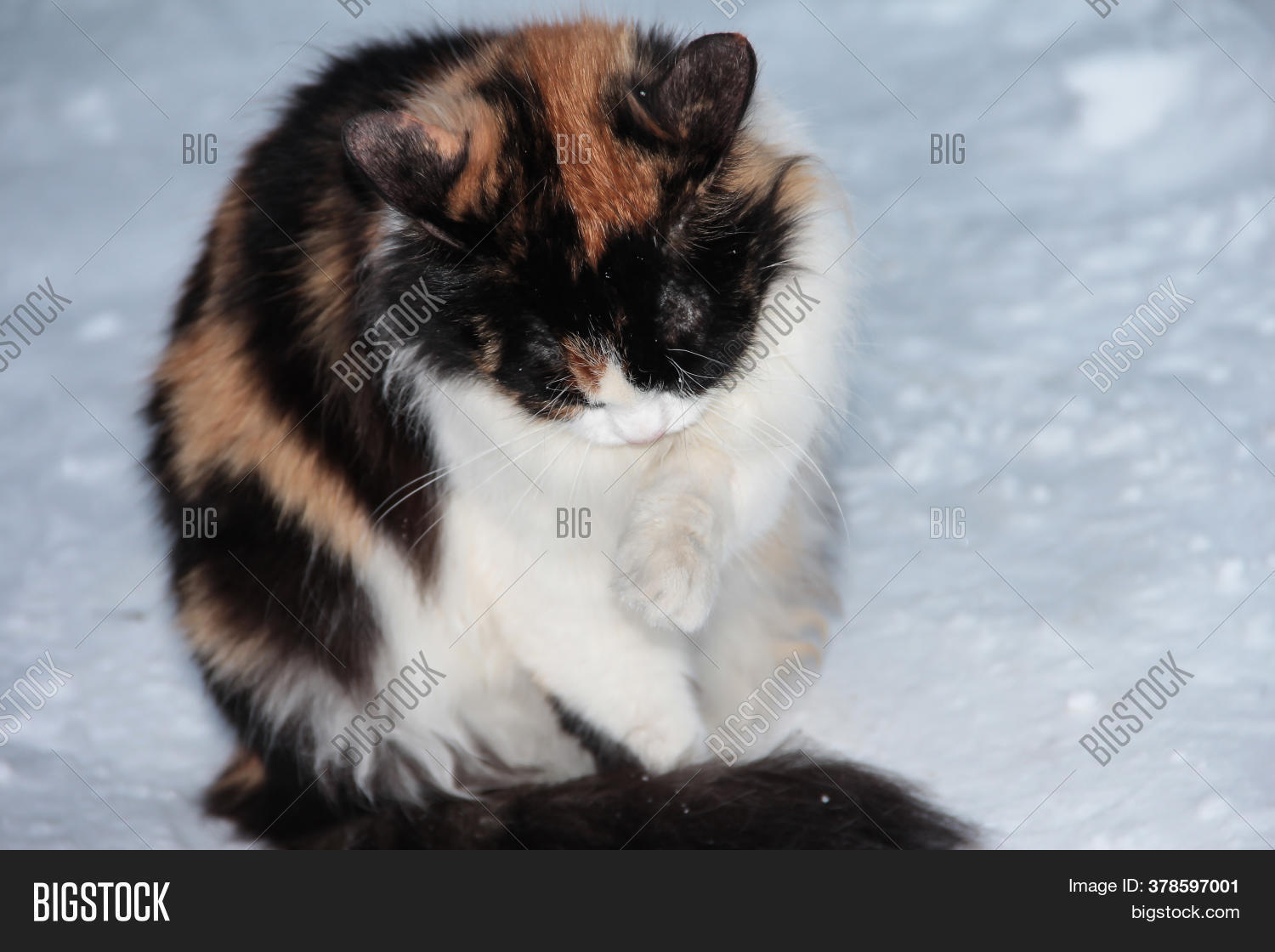 Frozen Sad Cat On Image & Photo (Free Trial) Bigstock