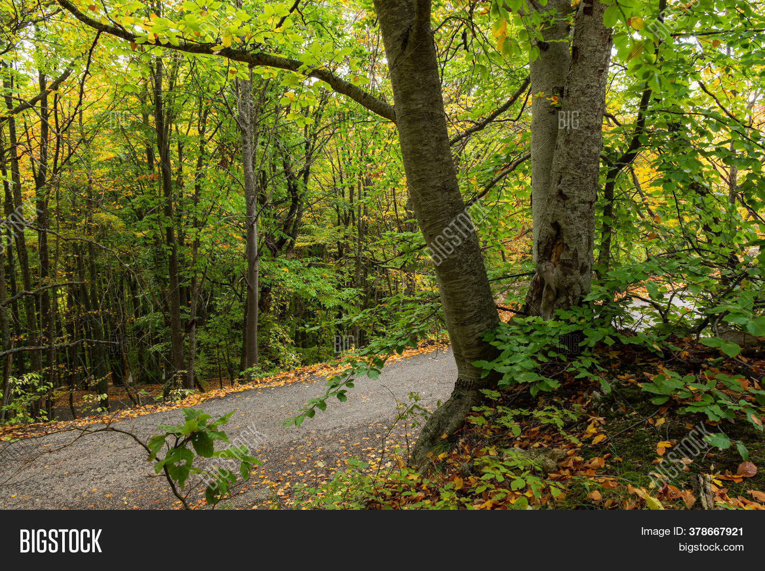 Road Autumn Forest Image Photo Free Trial Bigstock