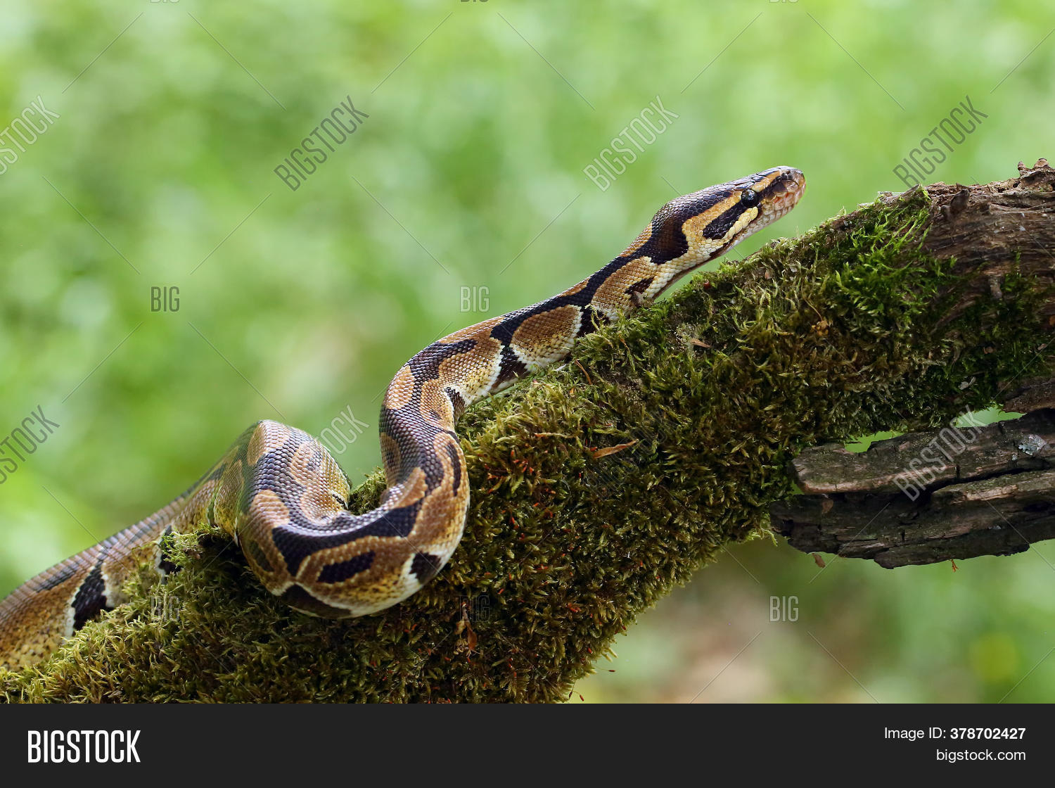 Royal Python (python Image & Photo (Free Trial) | Bigstock