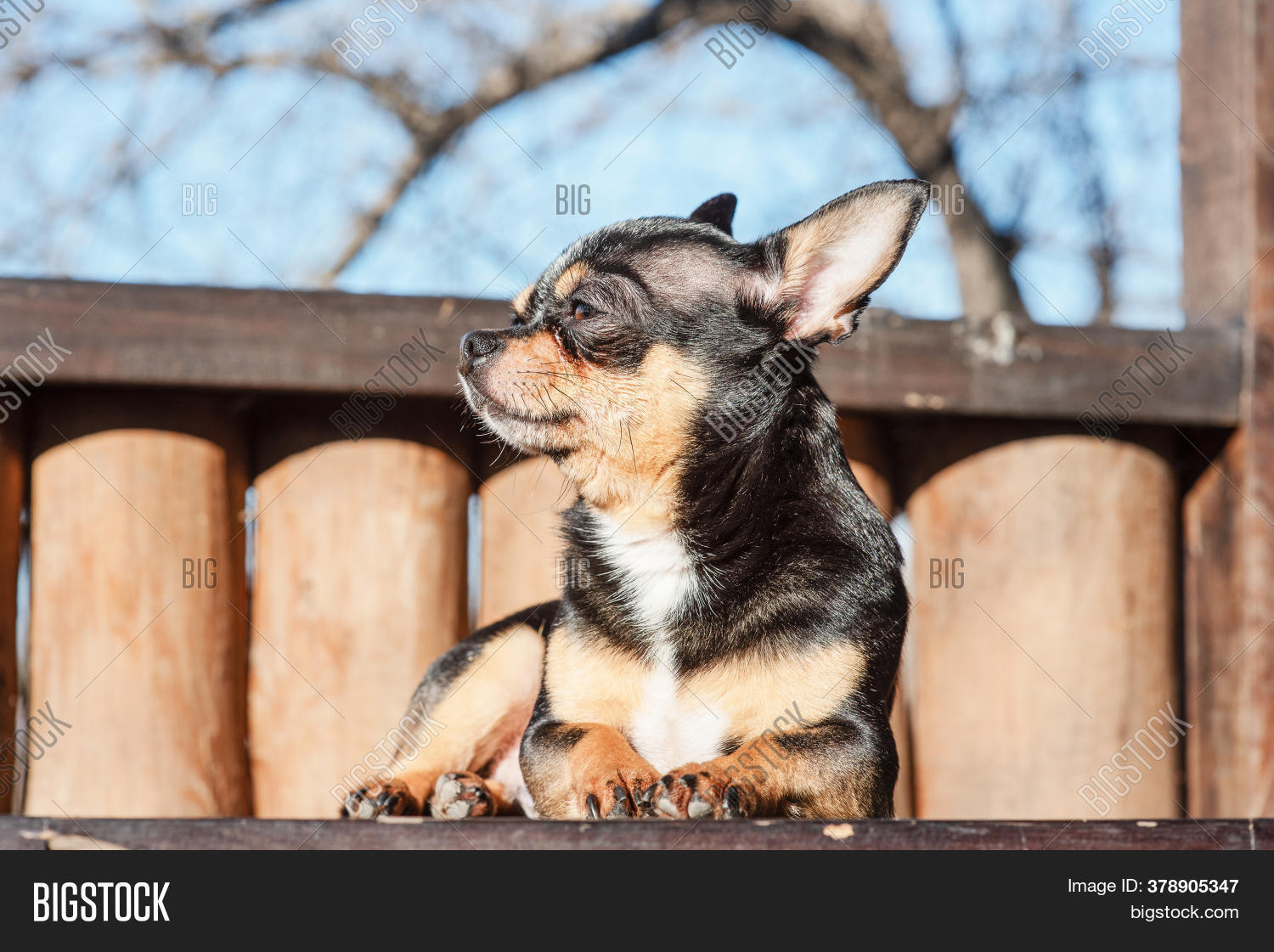 Little Cute Chihuahua Image Photo Free Trial Bigstock