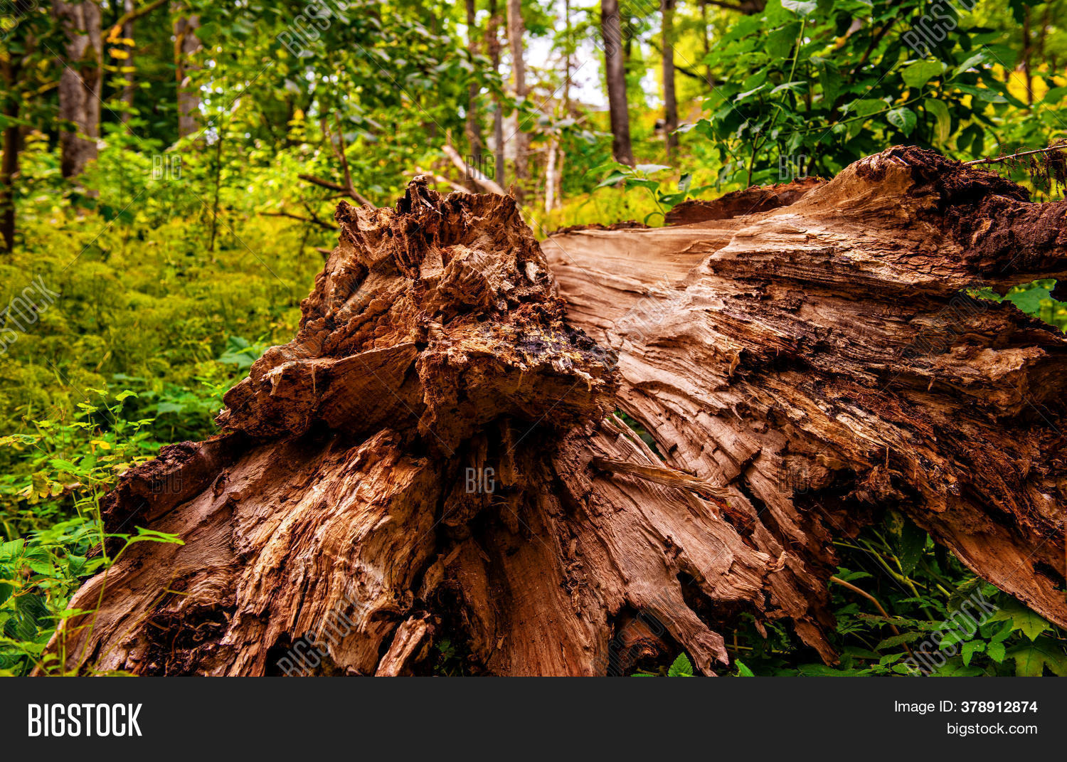 Fallen Tree Forest, Image & Photo (Free Trial) | Bigstock