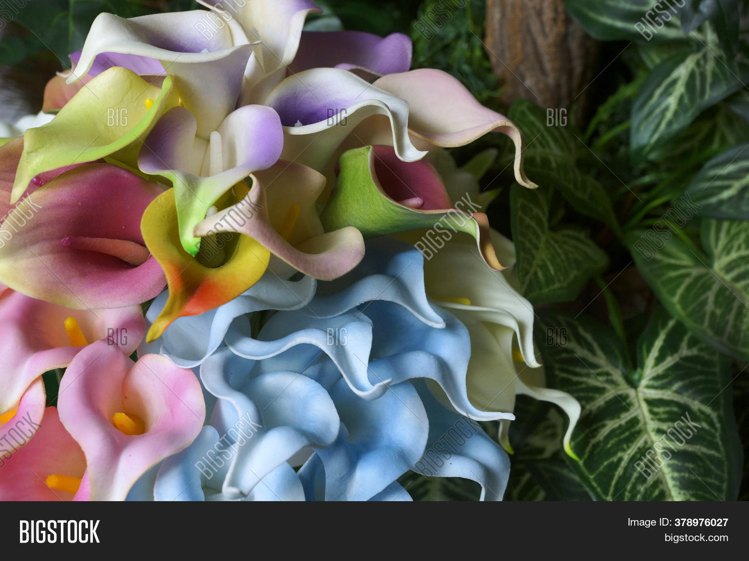 Blue Calla Lilies On Image & Photo (Free Trial) Bigstock