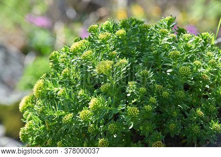 Rhodiola Rosea