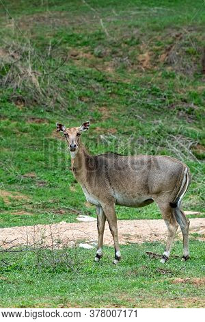 Infected Eyes Female Nilgai Or Blue Bull Or Boselaphus Tragocamelus Portrait In Natural Green Monsoo