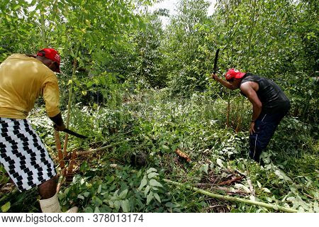Eunapolis, Bahia / Brazil - April 4, 2011: Member Of The Landless Movement - Mst - Is Seen Destroyin