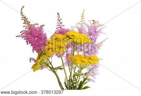 Astilba  Summer Flower Isolated On White Background