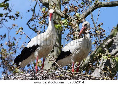Pair of nesting White Storks