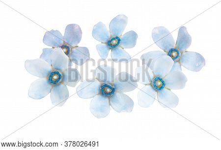 Oxypetalum Blue Flower Isolated On White Background