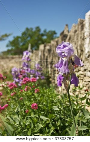 Květiny v Provence