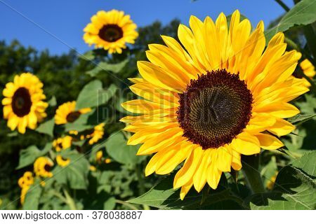Very Attractive Blossoming Sun Flower In The Field