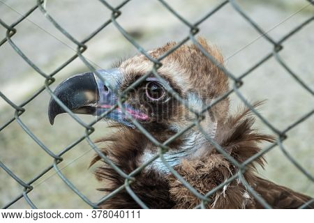 The Bird Of Prey, Black Vulture, Monk Vulture, Or Eurasian Black Vulture, Sits In The Aviary. The Ci