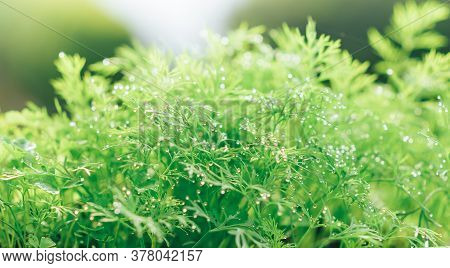 Close Up Of Young Fresh Green Dill With Raindrops Grows In The Garden, A Bed Of Fresh Green With Wat