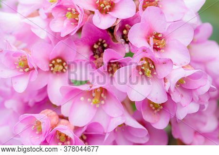 Pink Bergenia Cordifolia Purpurea, Elephants Ears Or Pigsqueak Flowers Close-up, Uk