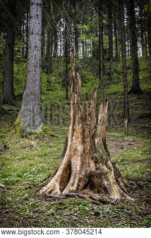 Dead Tree In Ludrovska Valley, Low Tatras Mountains, Slovak Republic. Seasonal Natural Scene.