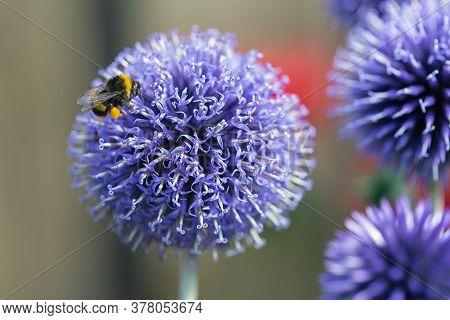 Close-up Blue Echinops Ritro Flower With Honeybee At Shallow Depth Background
