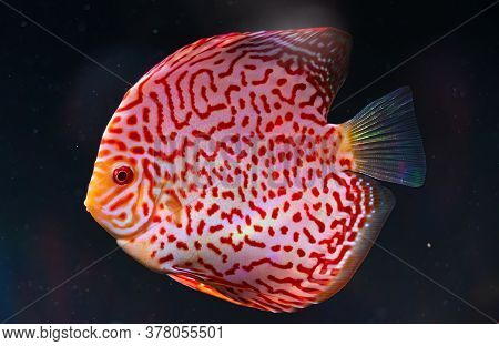 Closeup Of A Checkerboard Red Tropical Symphysodon Discus Fish In Fishtank