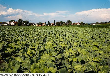 Cabage Crops In Rows On The Field On Summer Day. Agriculture Background