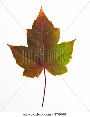 Hoja de arce