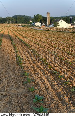 Many Rows Of Young Tobacco Plants In A Field In The Morning, With An Amish Farmstead And Silo In The
